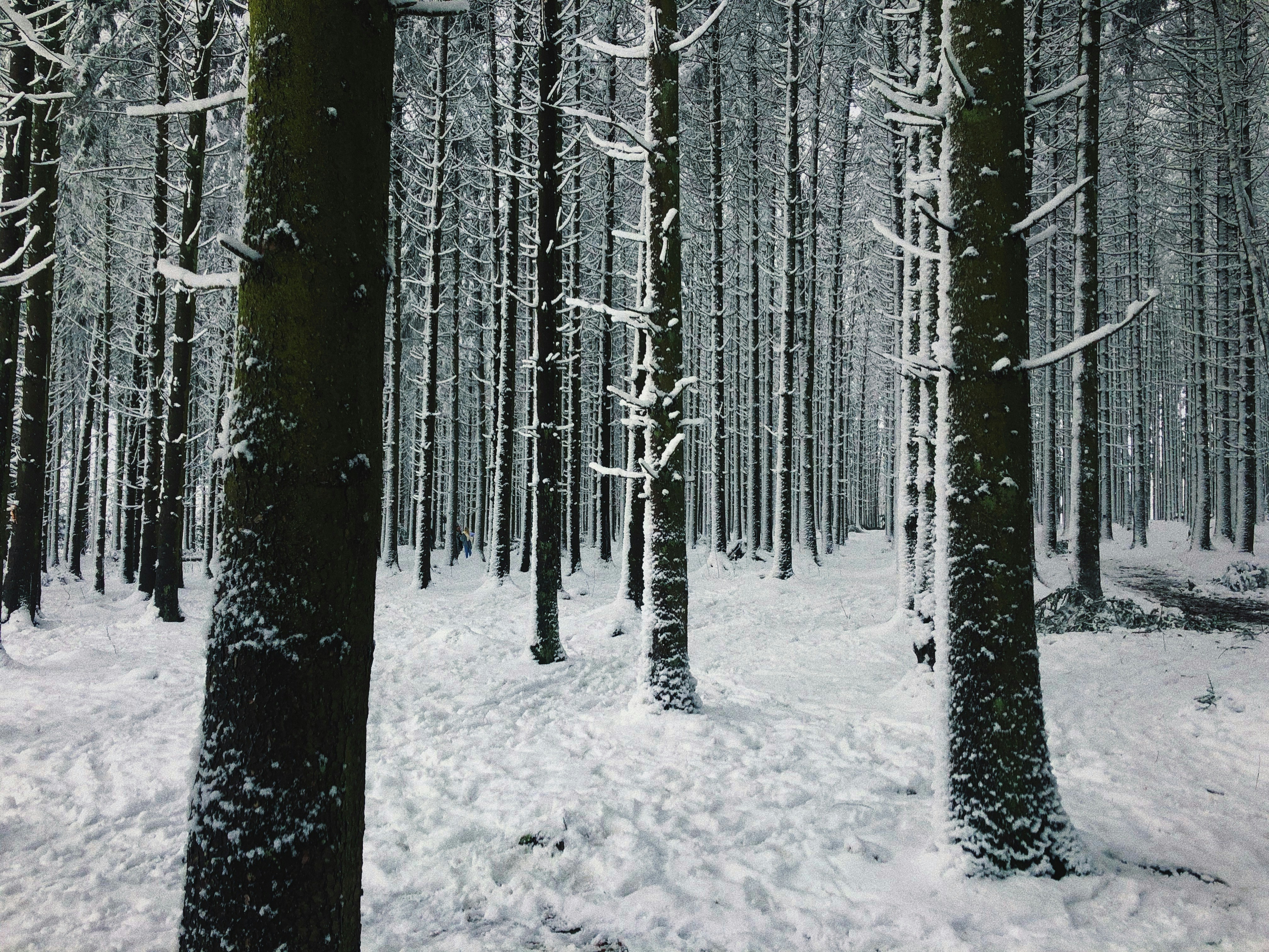 snow covered trees during daytime
