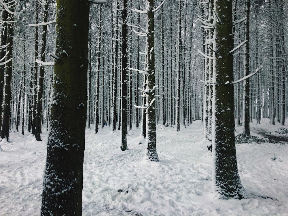 snow covered trees during daytime