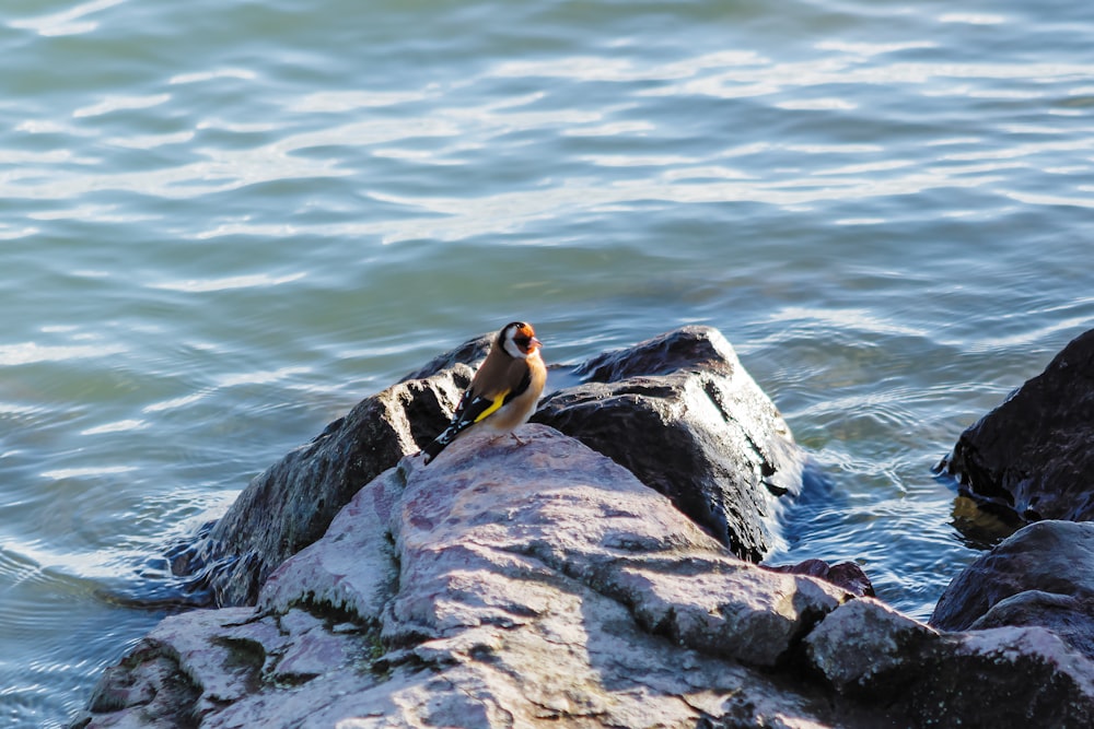 yellow and black bird on gray rock near body of water during daytime