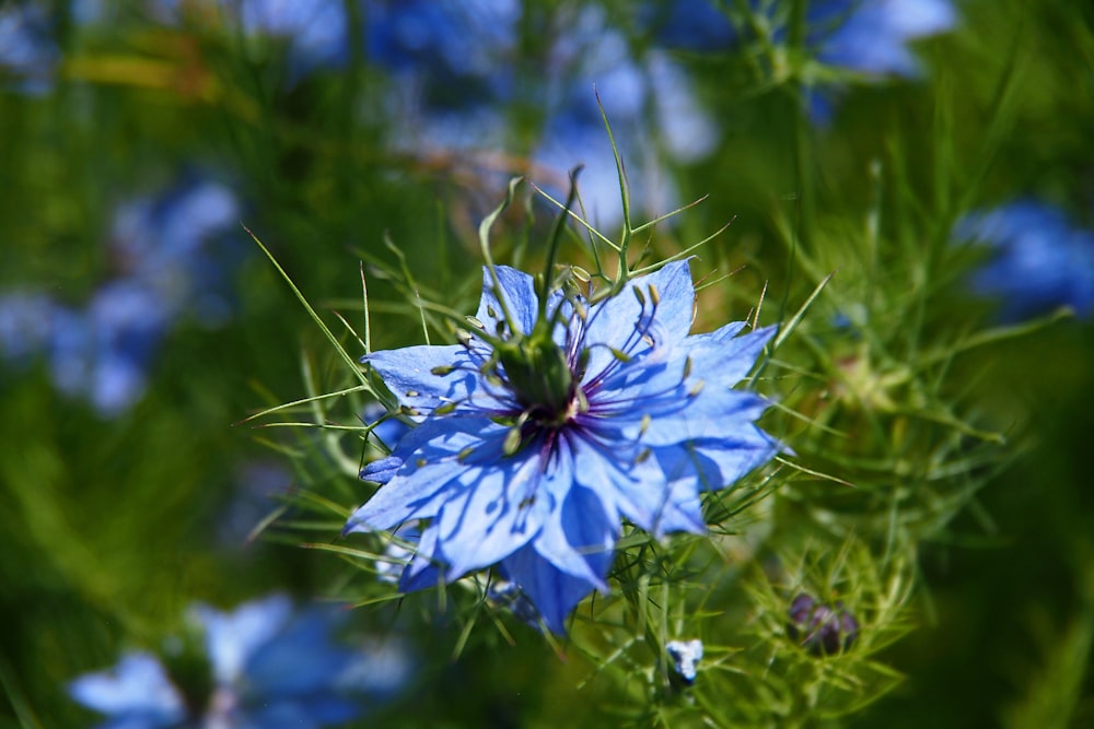Flor azul y blanca en lente de cambio de inclinación