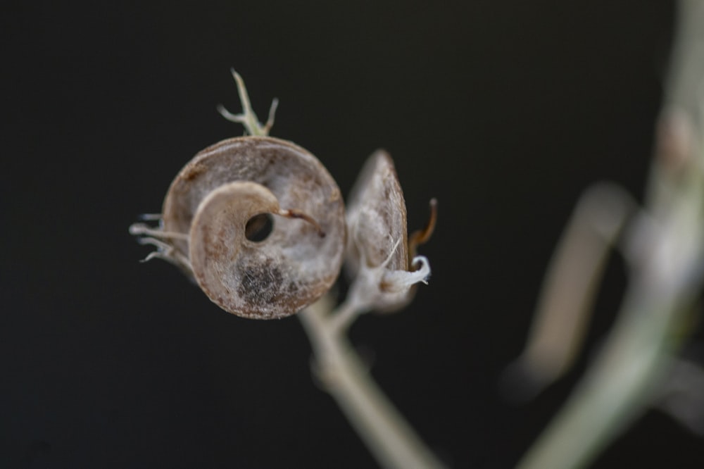 brown and white moth on brown stem