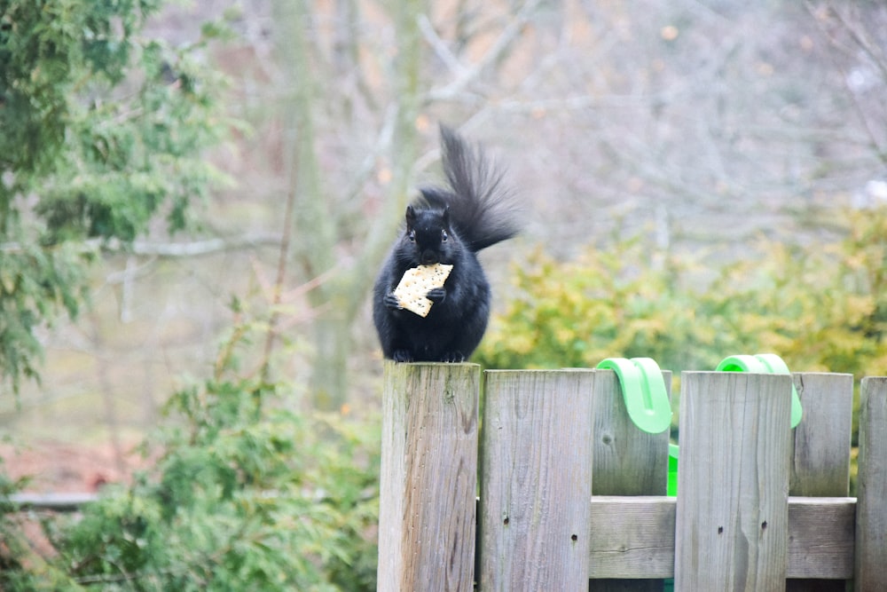 oiseau noir et blanc sur clôture en bois brun pendant la journée