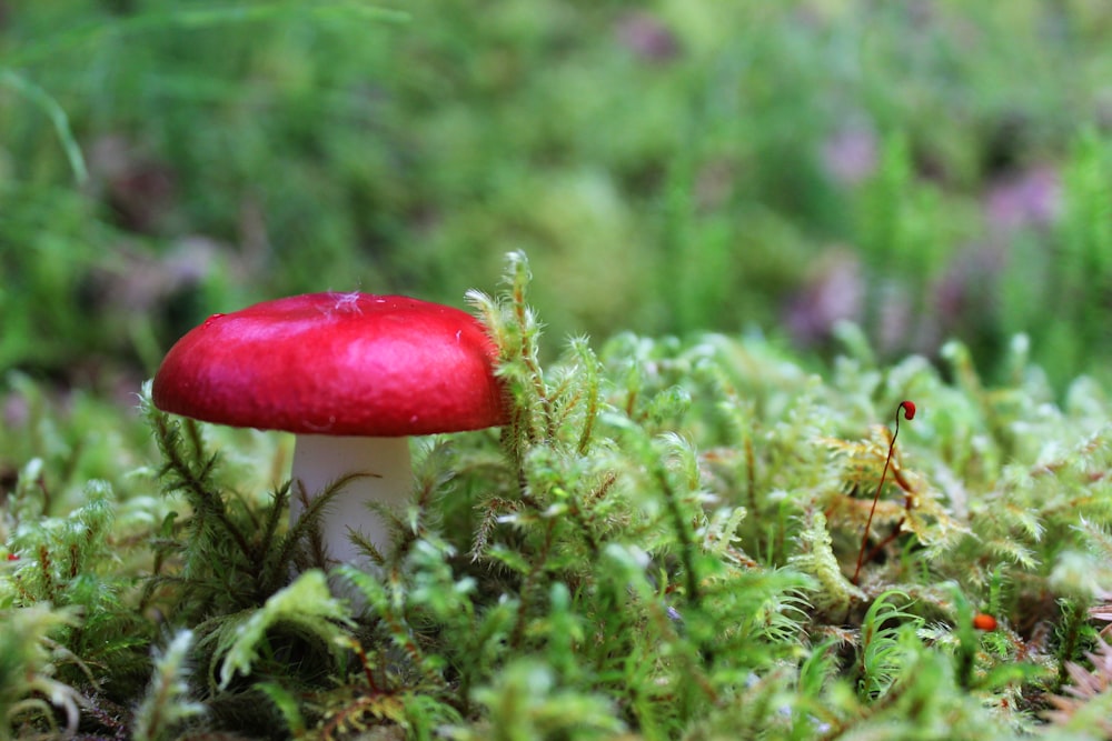 red mushroom in green grass field during daytime