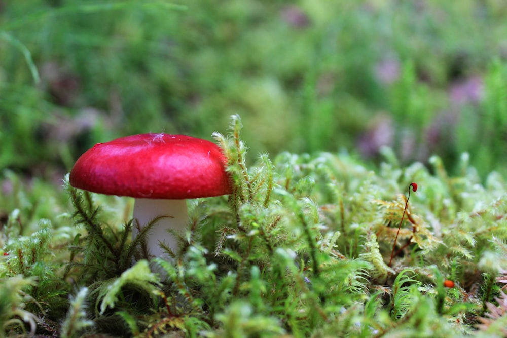 roter Pilz in grünem Grasfeld tagsüber