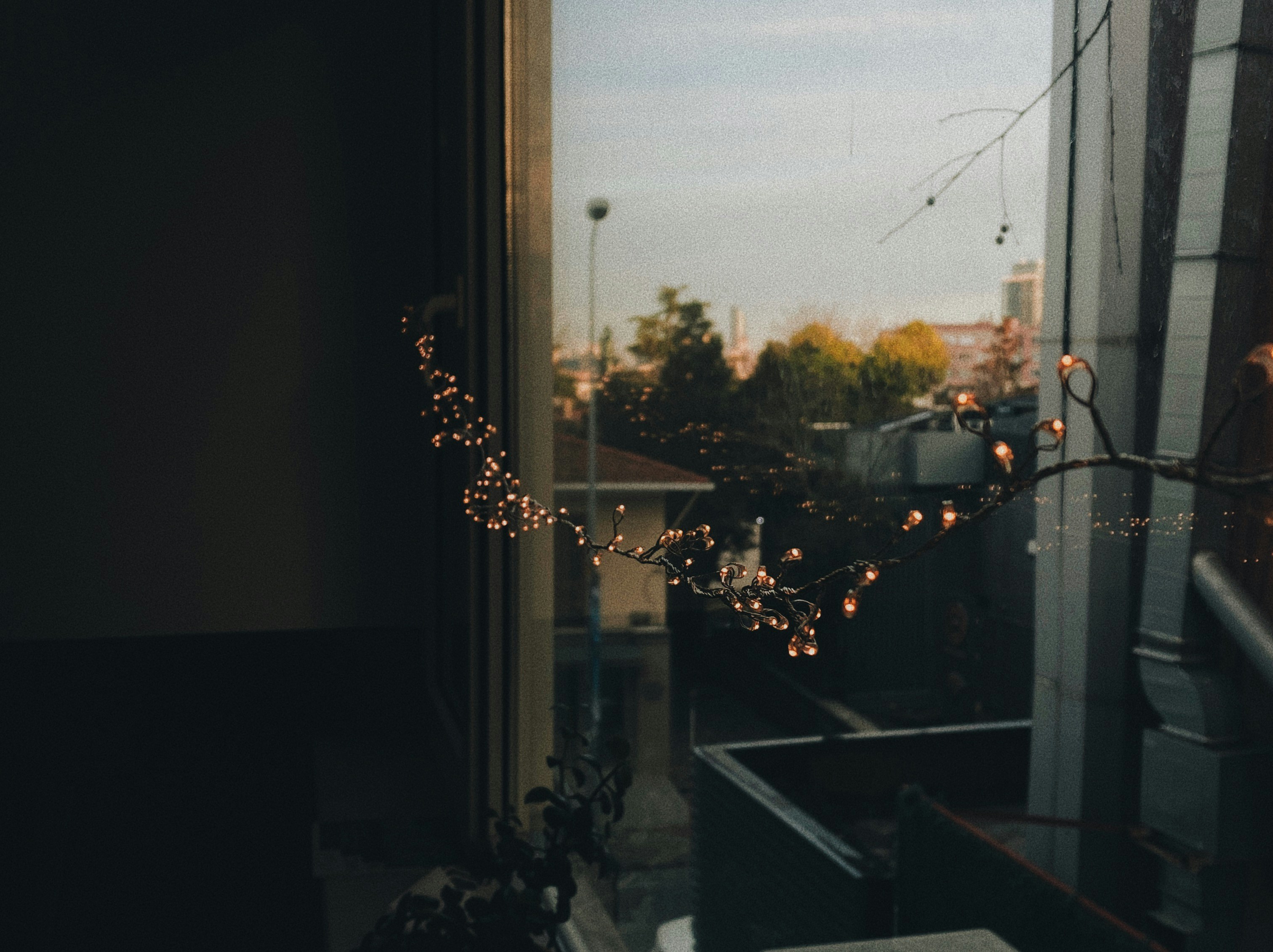 green plant near window during daytime