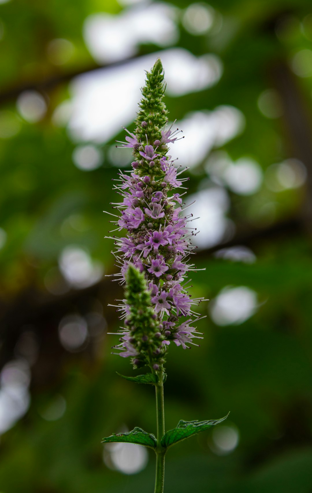 purple flower in tilt shift lens