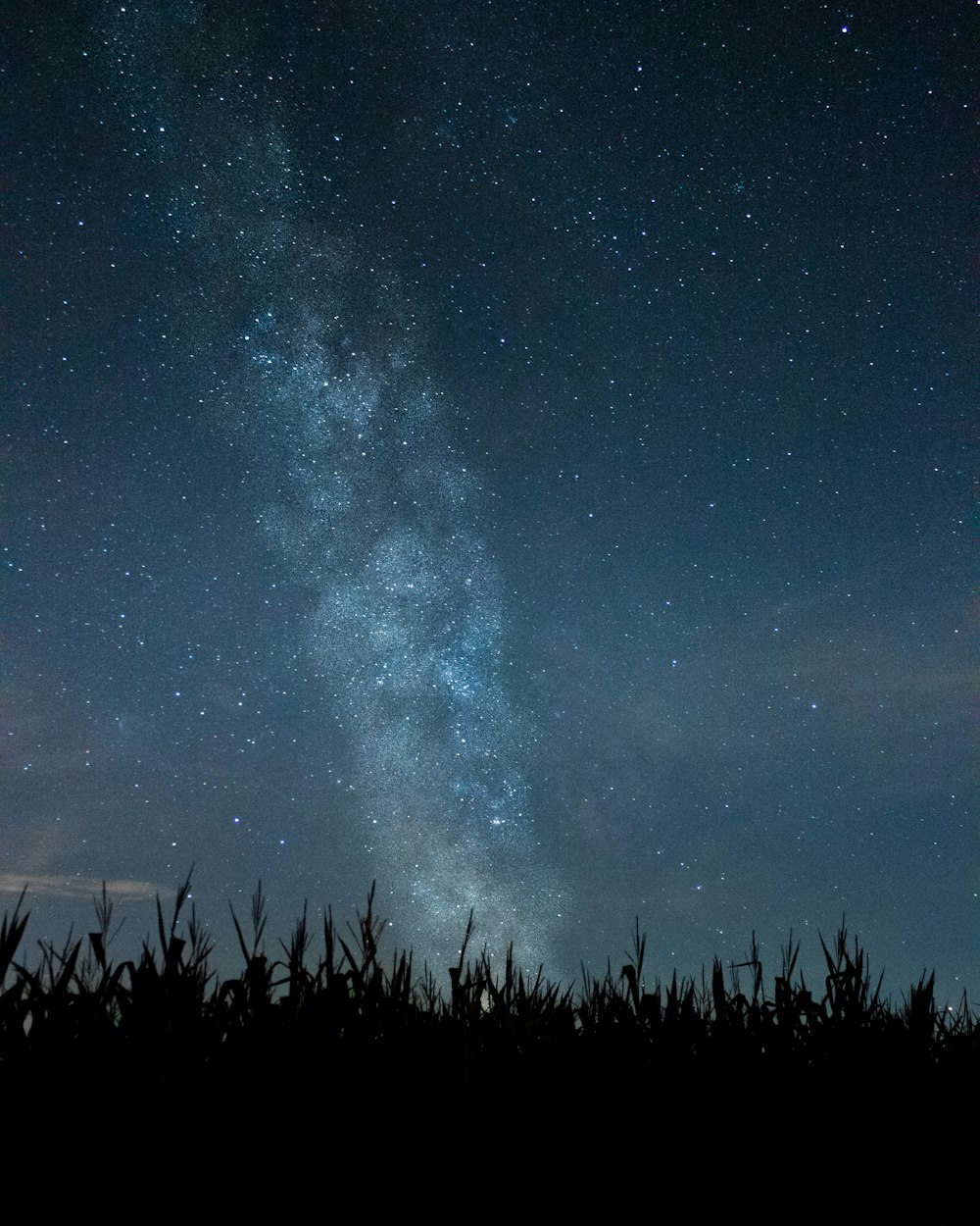 the night sky is filled with stars above a cornfield