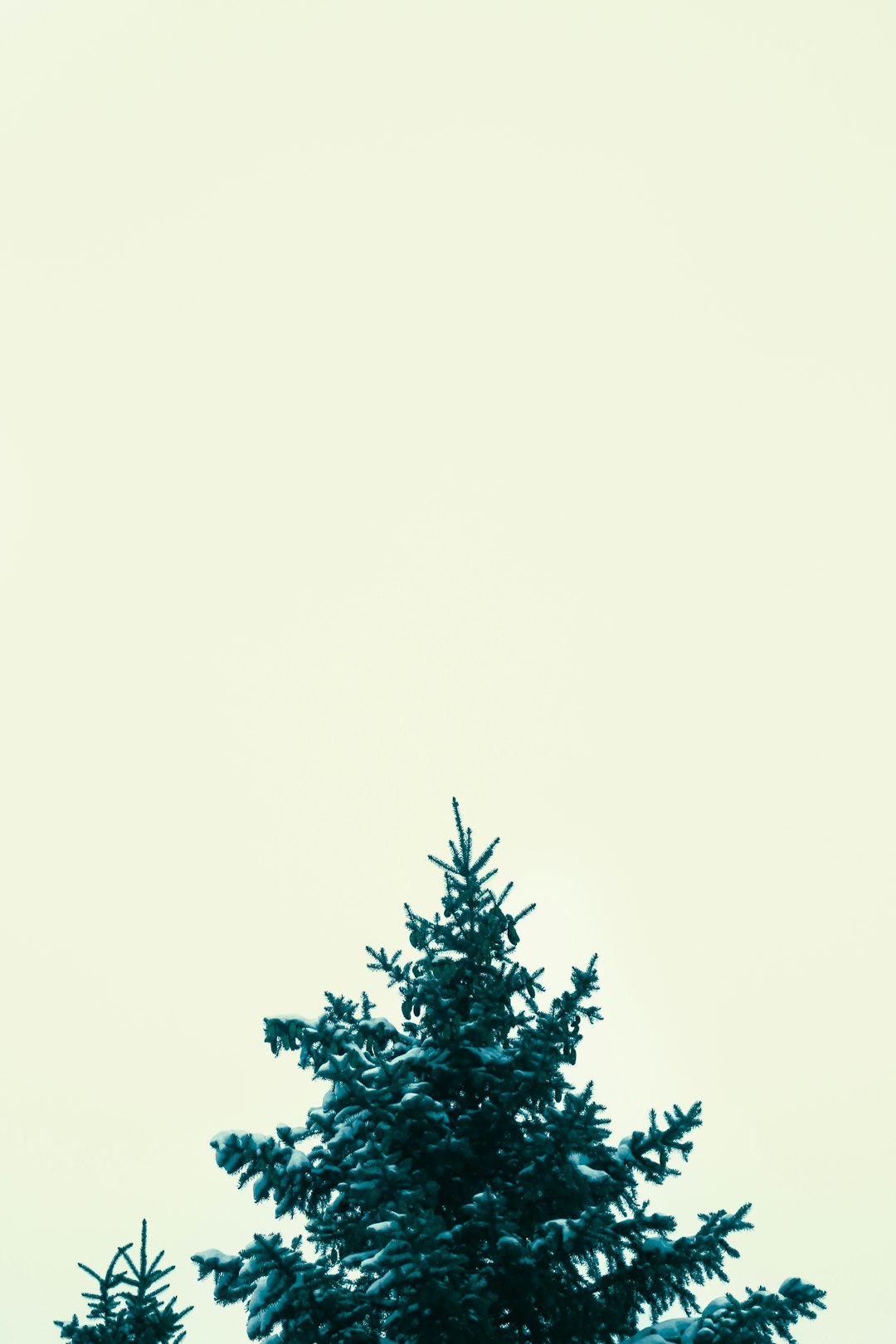 green tree under white sky