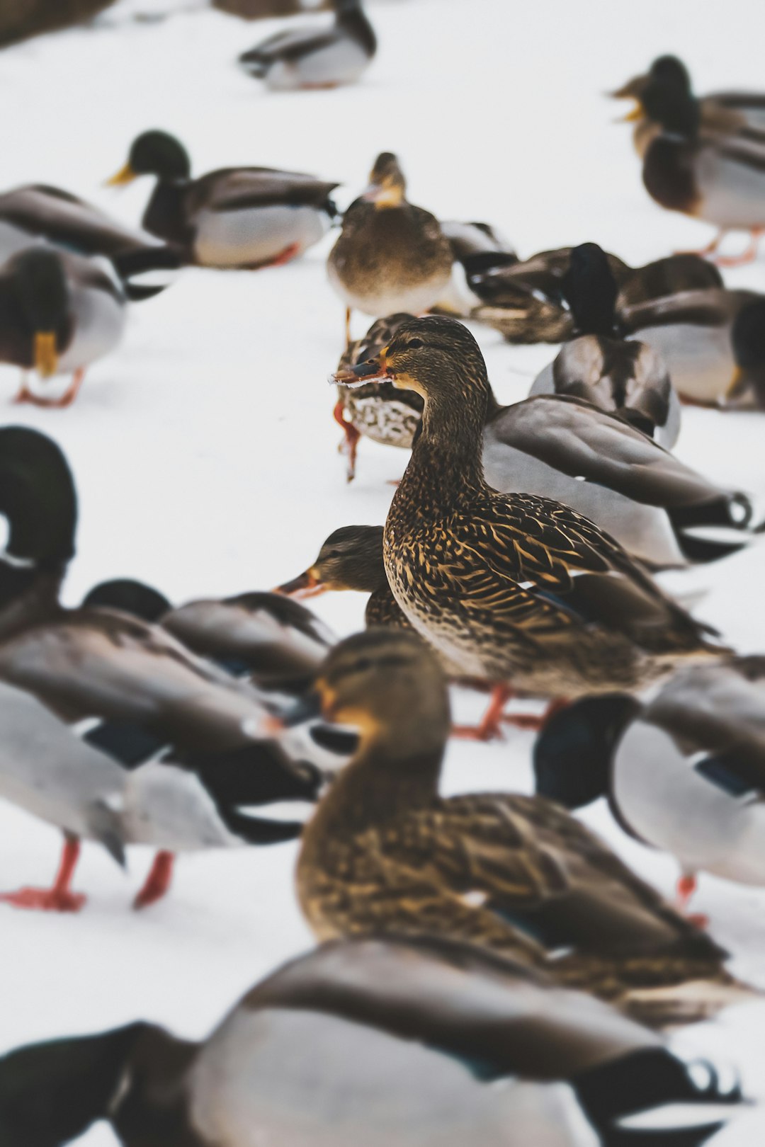 flock of geese on snow covered ground during daytime