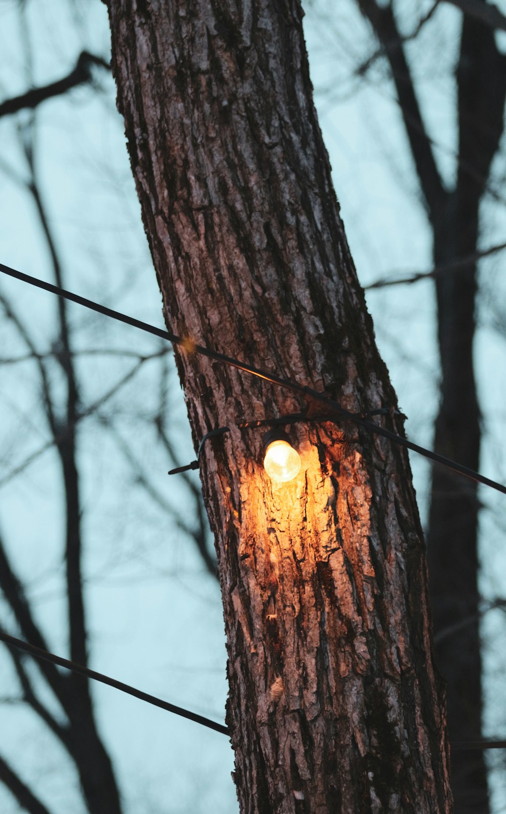 brown tree trunk during sunset