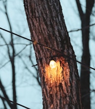 brown tree trunk during sunset