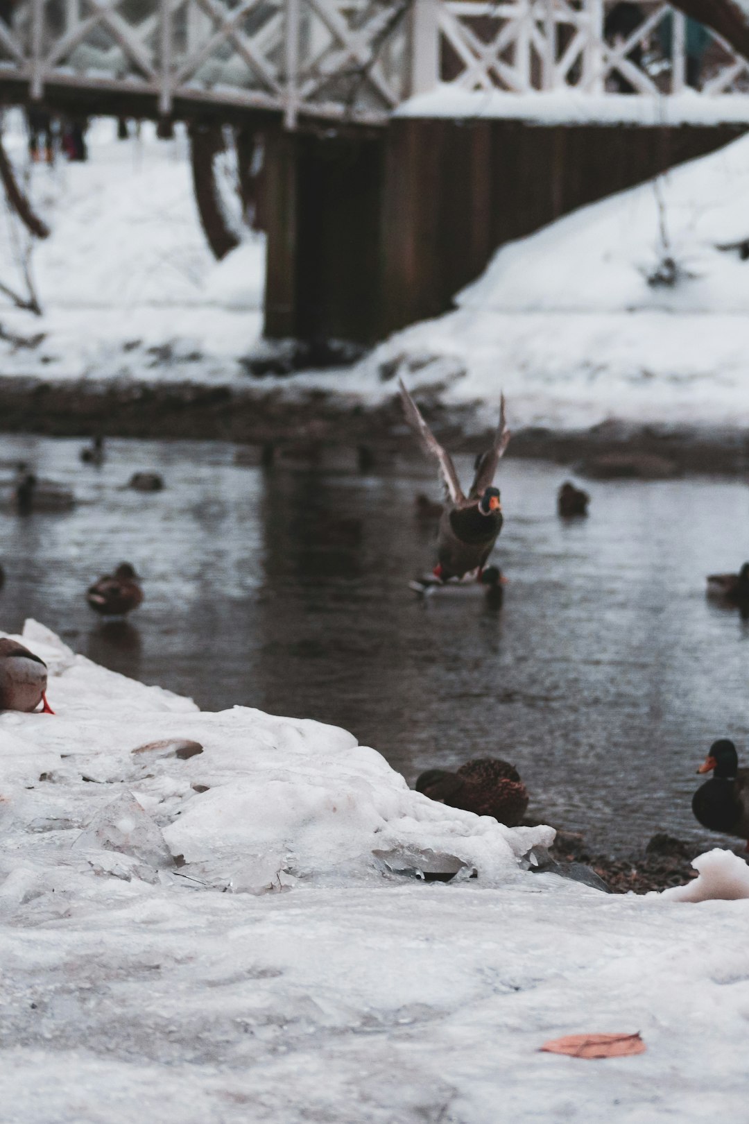 two brown birds on water