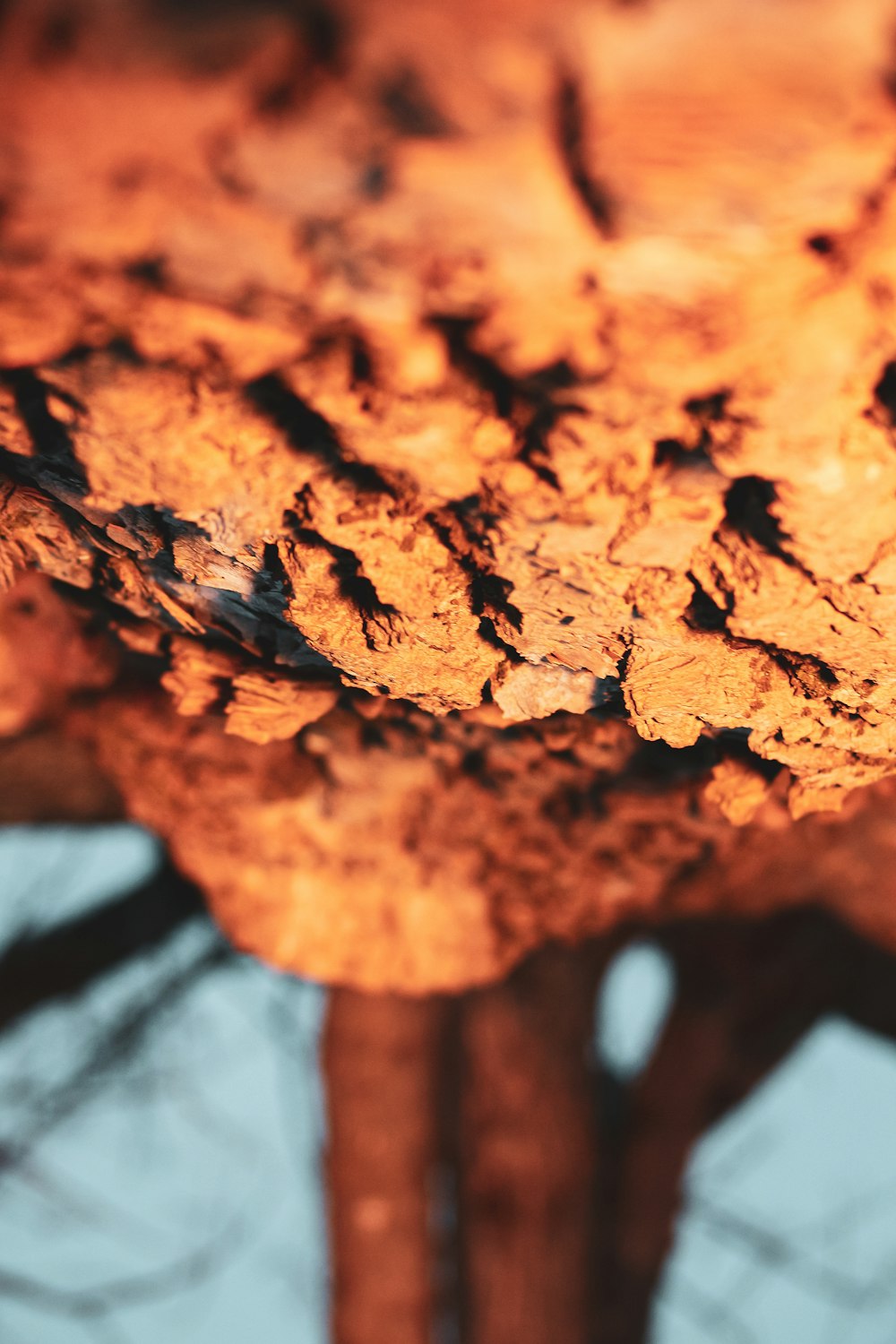 brown tree trunk in close up photography