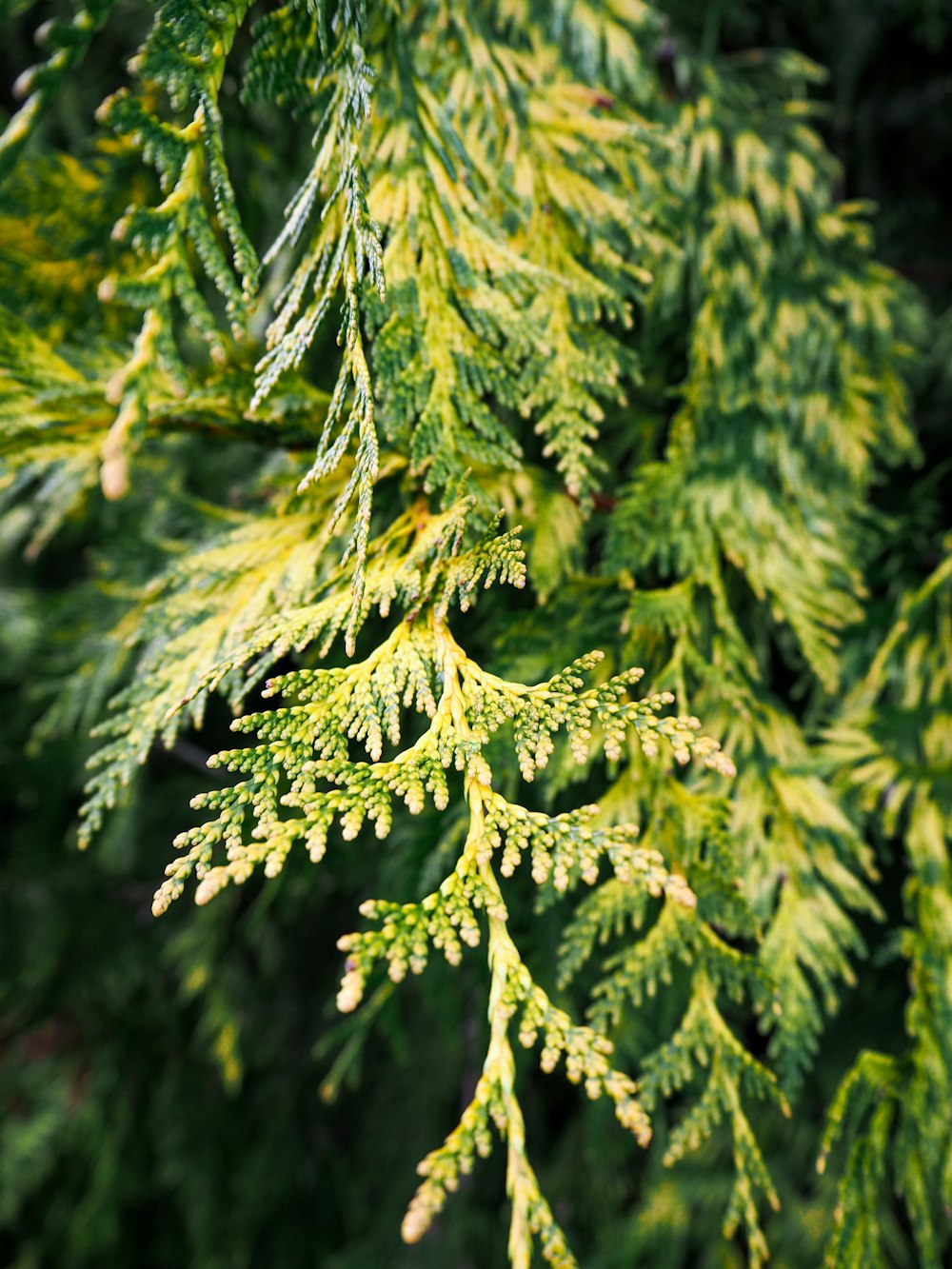 green pine tree in close up photography