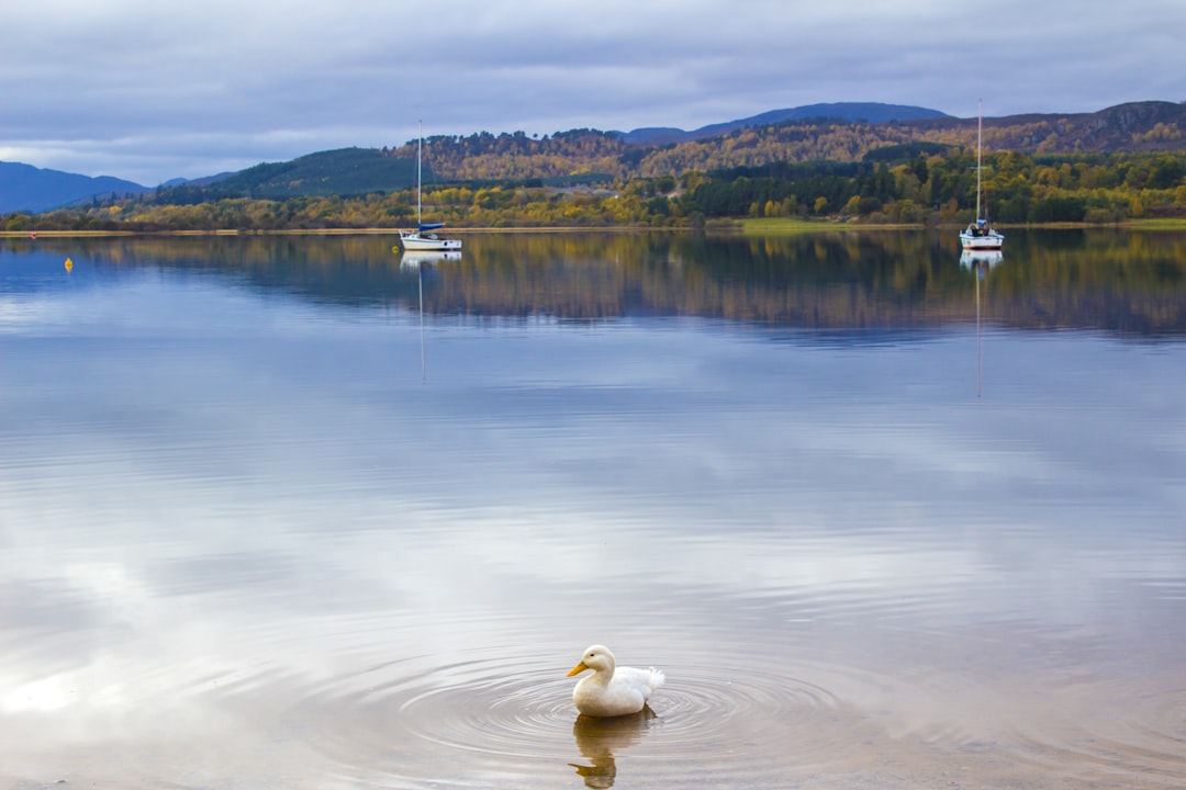 white duck on body of water during daytime