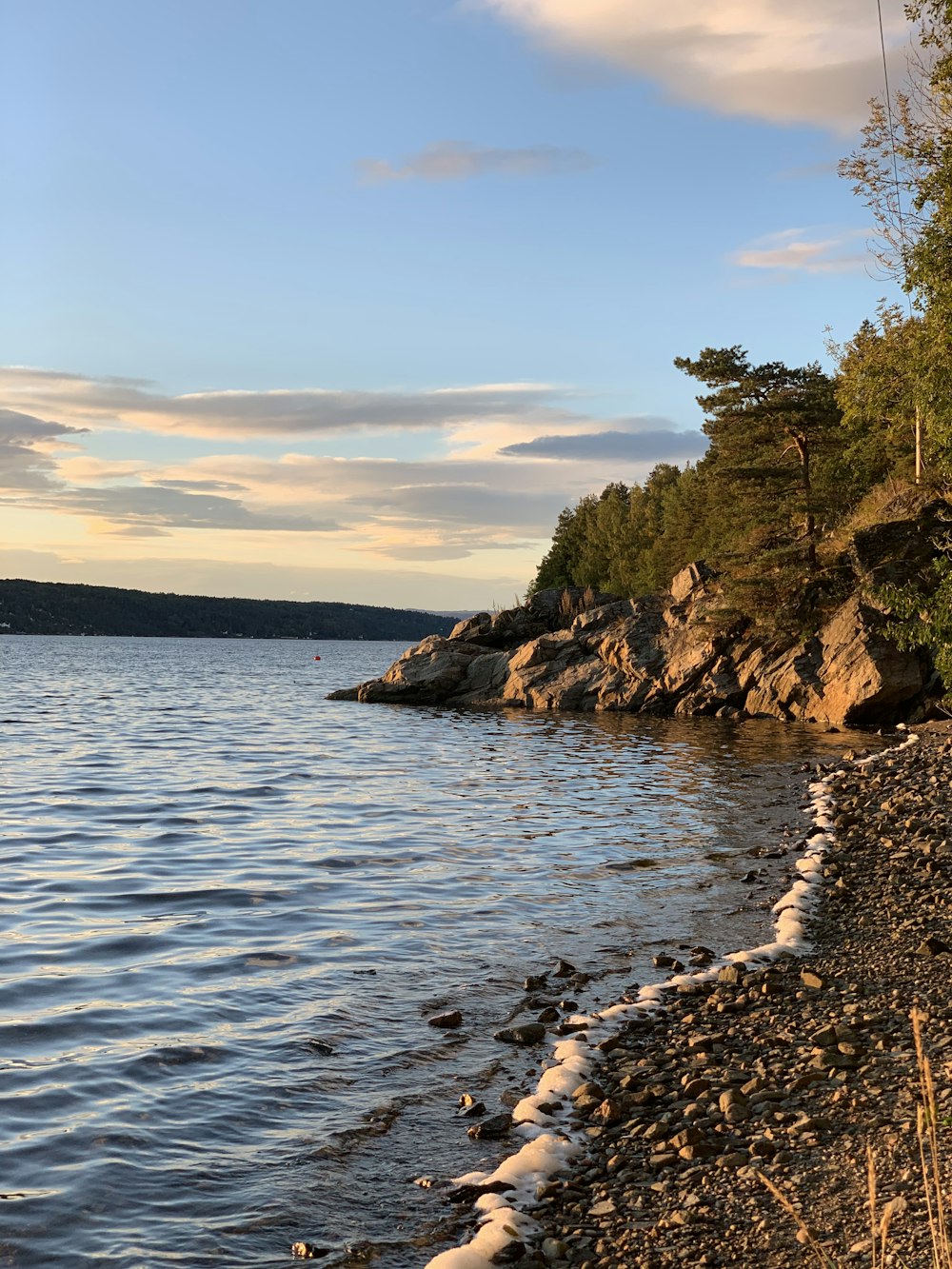 green trees on brown rocky shore during daytime