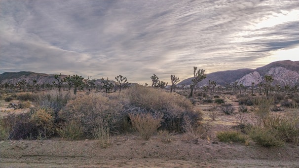 A desert landscape with scattered Joshua trees and dry shrubs dominates the scene. The horizon features low, rugged mountains under a dramatic sky filled with textured clouds. The setting appears arid and expansive, conveying a sense of solitude and vastness.