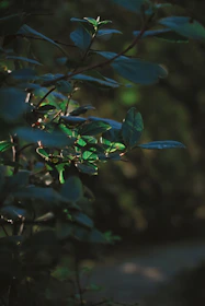 Sunlight filtering through the leaves of desert bushes growing strong in a Tempe backyard.