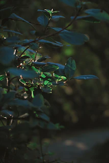 Sunlight filtering through the leaves of desert bushes growing strong in a Tempe backyard.