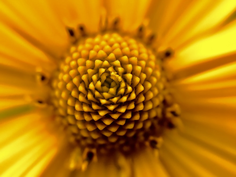 yellow flower in macro lens