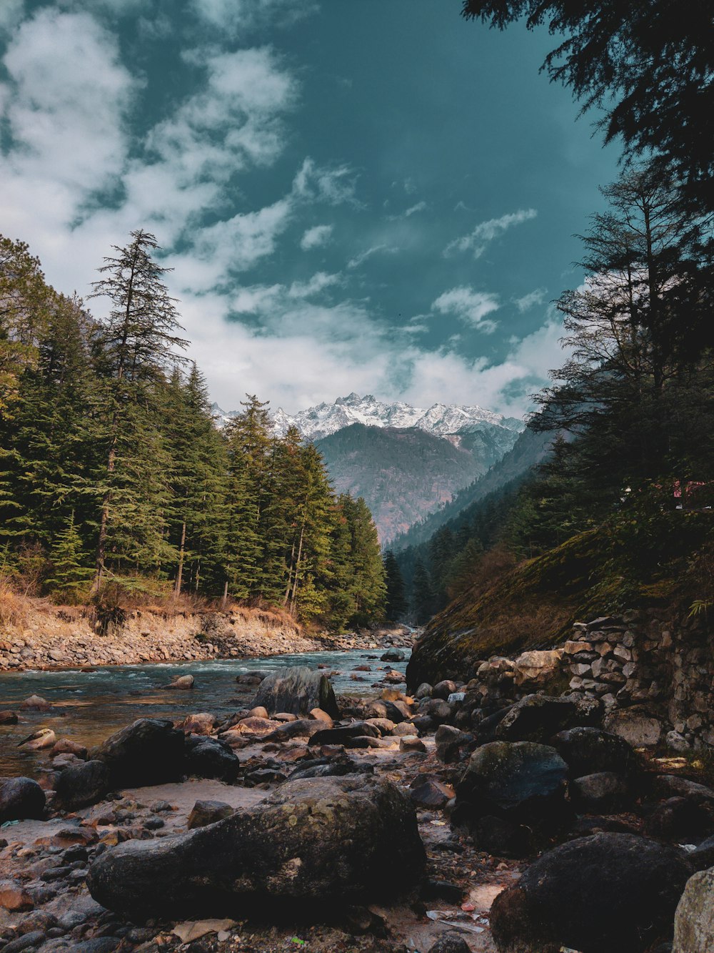 green trees near river under blue sky during daytime