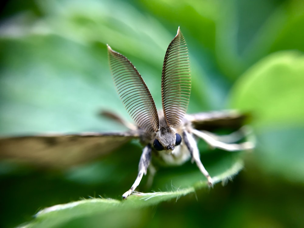 brown and white dragonfly on green leaf