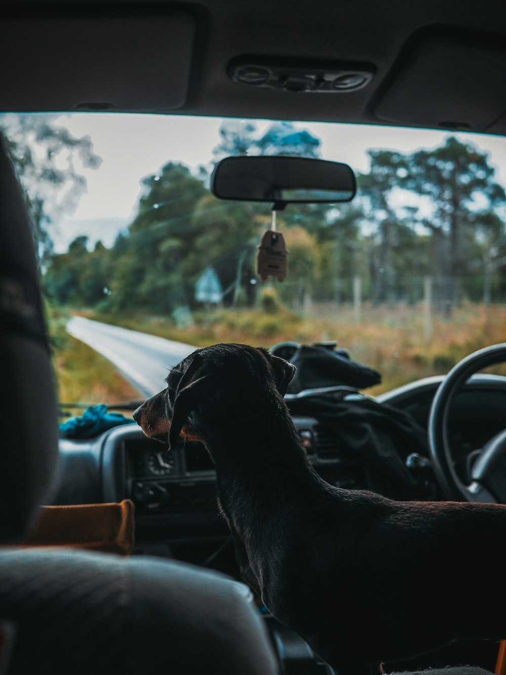 black short coat medium dog on car seat