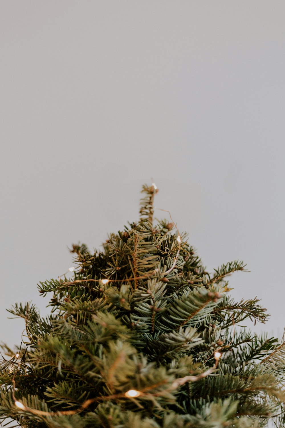 green pine tree under white sky