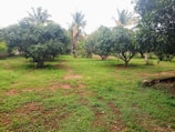 A lush green orchard with several mature trees spread across the landscape. The grass covers the ground, and there are patches of bare earth. Palm trees are visible in the background, creating a tropical atmosphere.