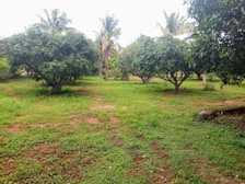 A lush green orchard with several mature trees spread across the landscape. The grass covers the ground, and there are patches of bare earth. Palm trees are visible in the background, creating a tropical atmosphere.