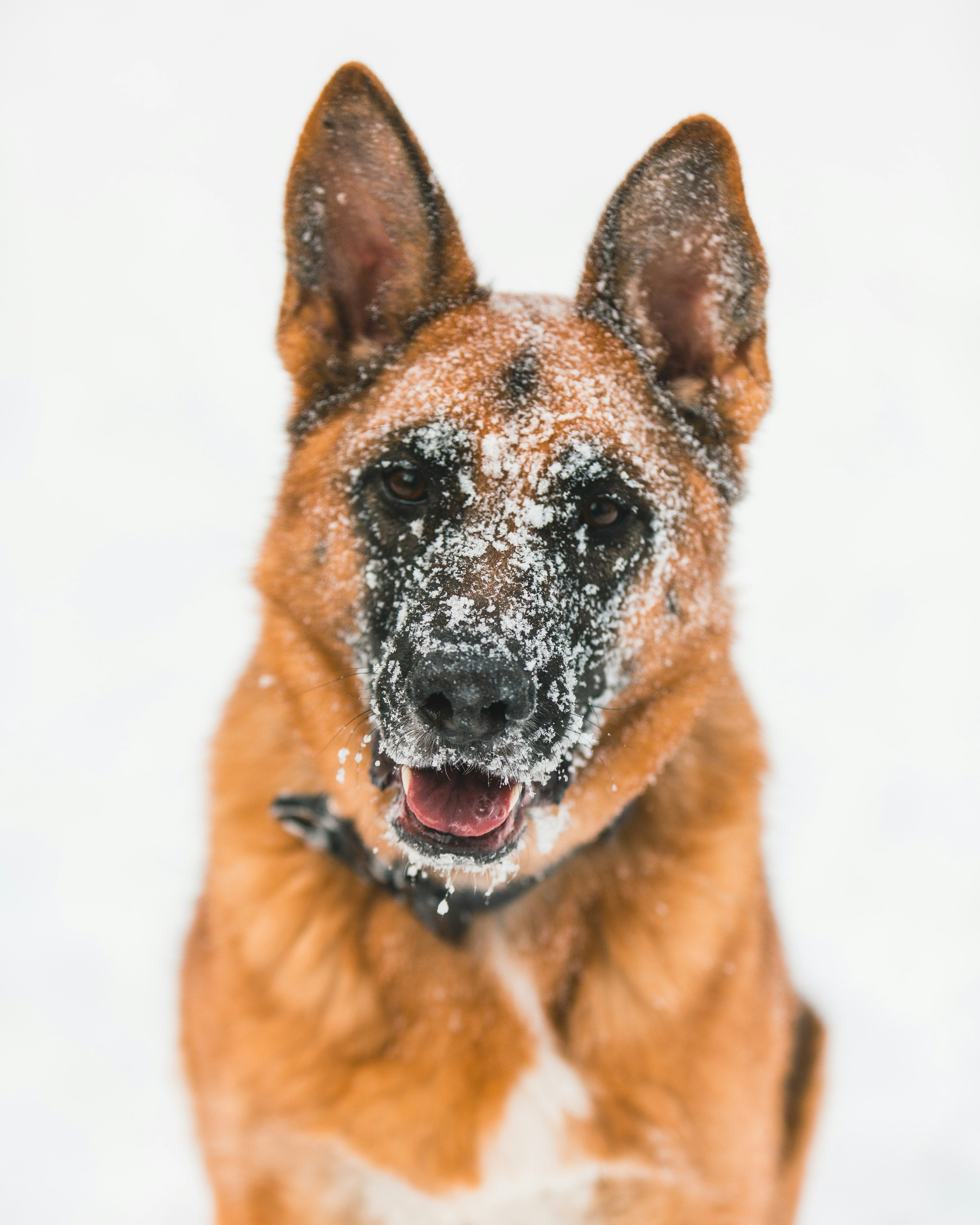 Snowy day German shepherd 