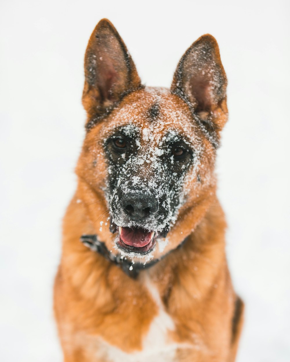 brown and black german shepherd on snow field