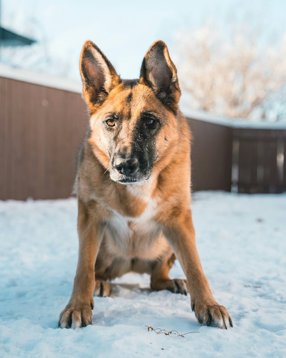 日中の雪に覆われた地面の茶色と黒の短いコートの犬