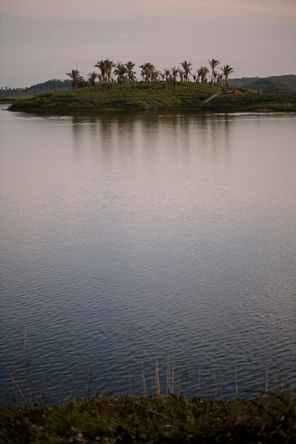 green trees beside body of water during daytime