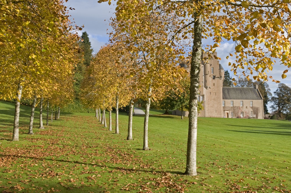 yellow leaf trees on green grass field near brown concrete building during daytime