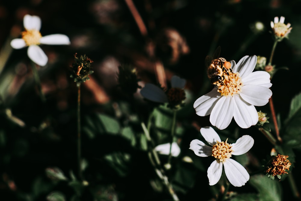 white flower with yellow stigma