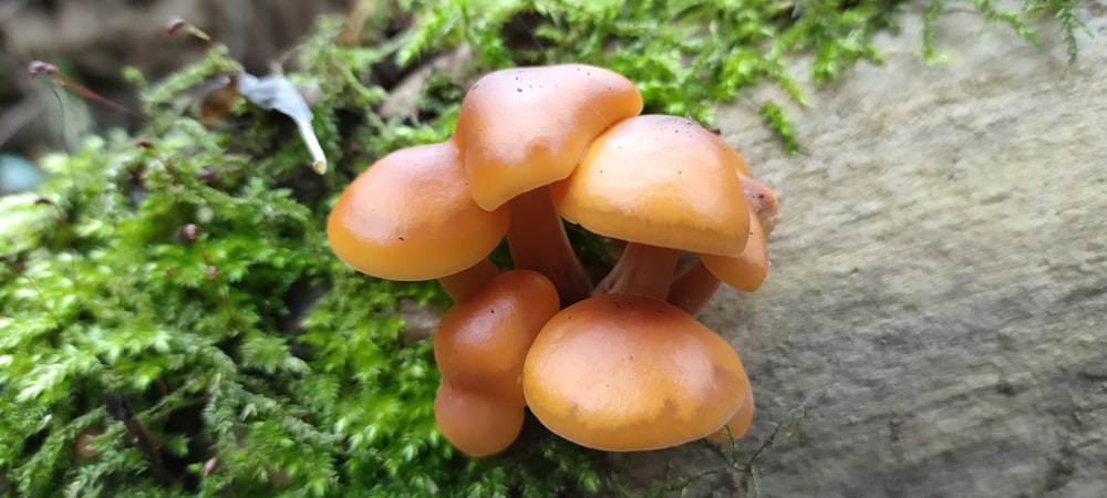 cogumelos marrons no musgo verde