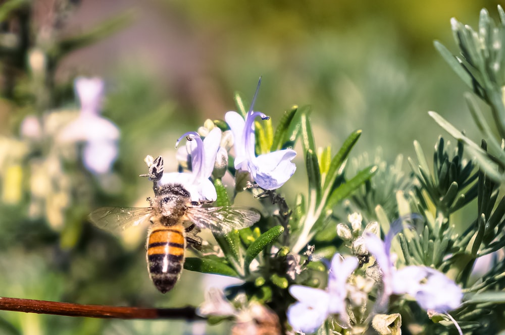 black and yellow bee on white flower