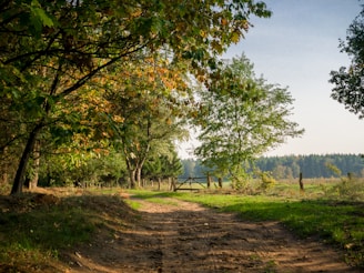 green trees on green grass field during daytime