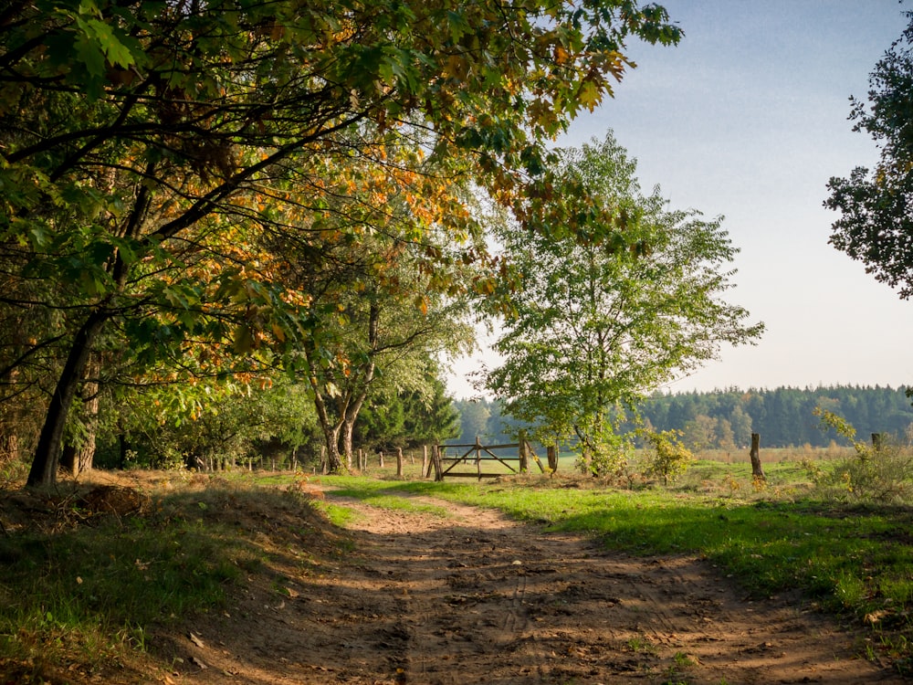 arbres verts sur un champ d’herbe verte pendant la journée