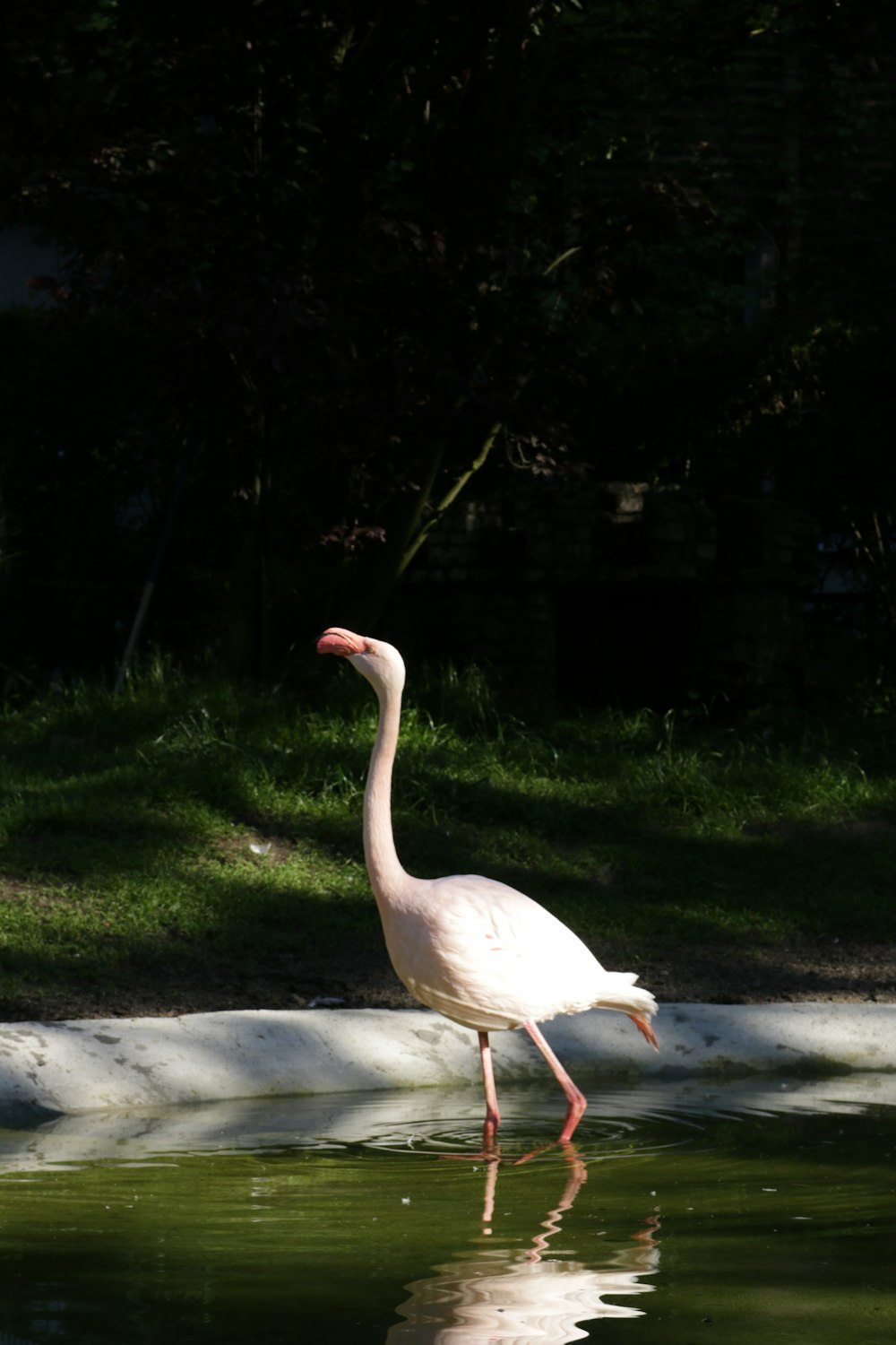 white swan on gray concrete pavement during daytime