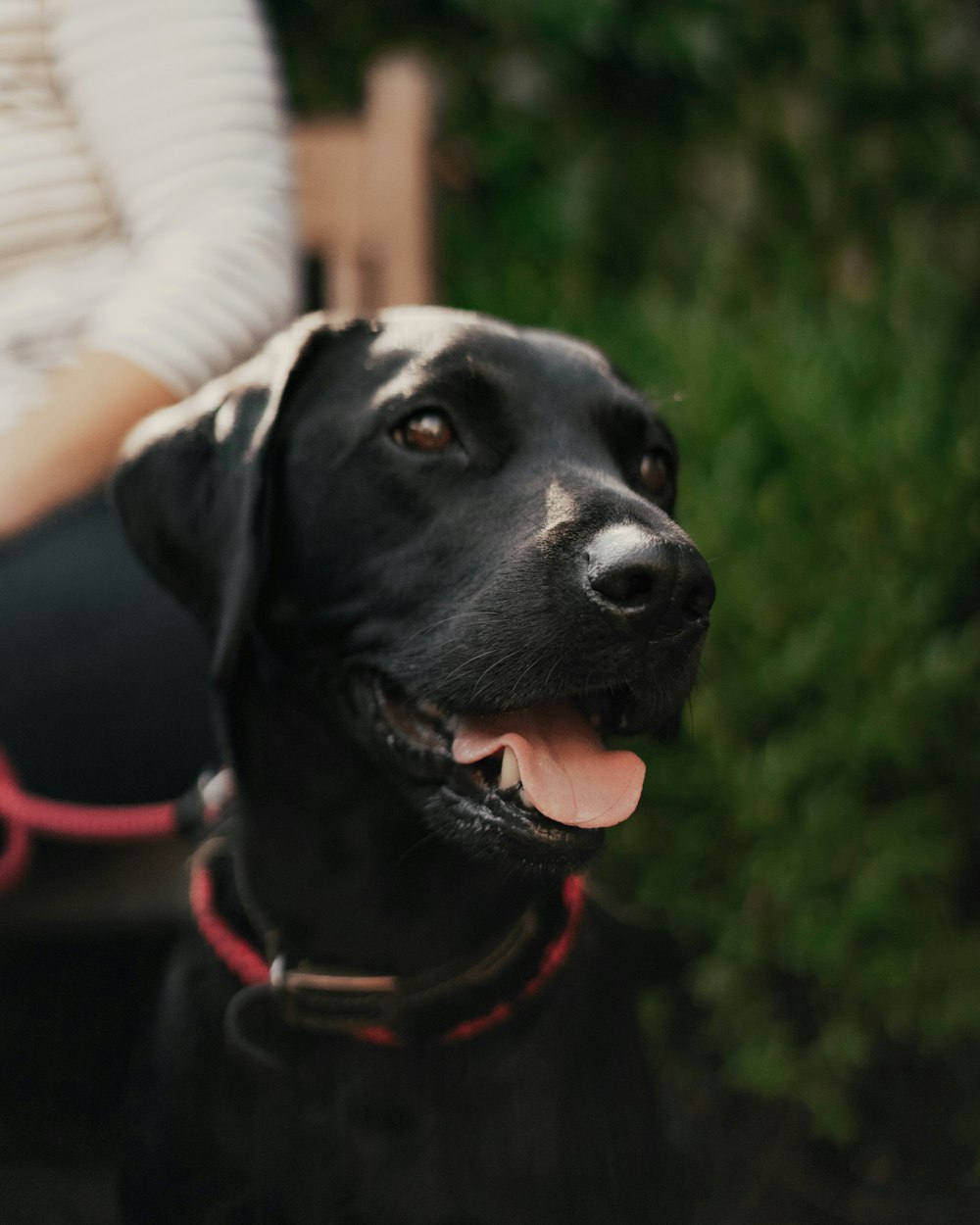 Labrador Retriever negro con collar rojo