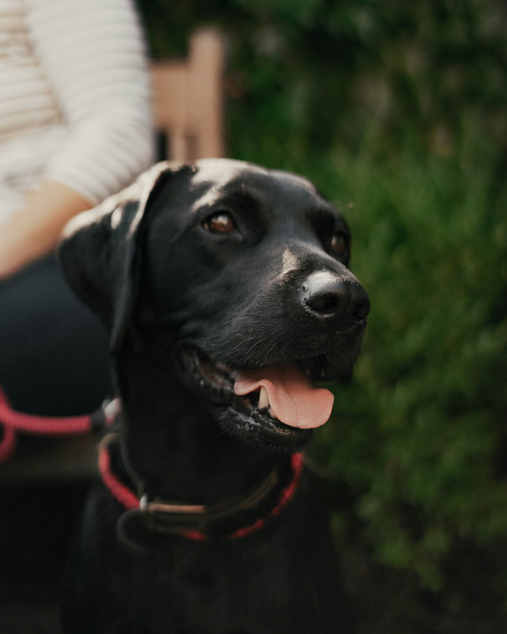 black labrador retriever with red collar