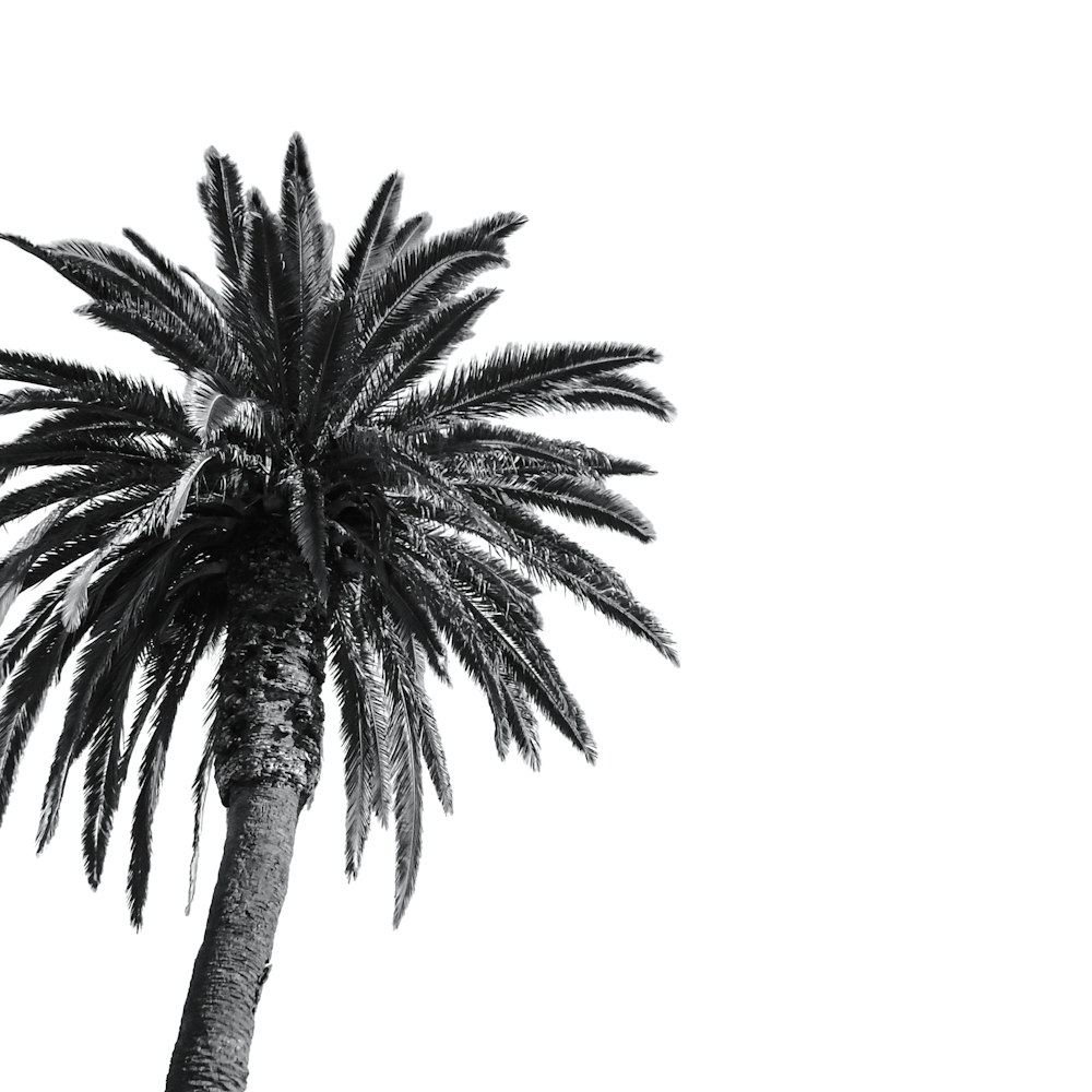 white and black palm tree