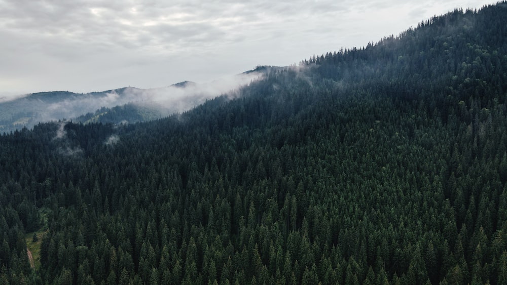 green trees on mountain under white clouds during daytime