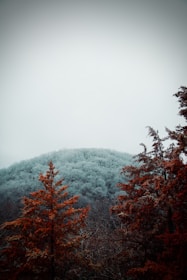 red and green trees on mountain