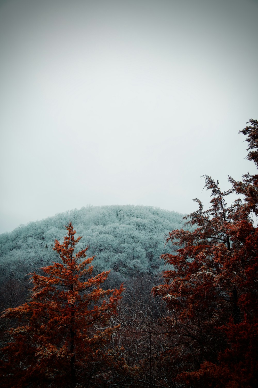 red and green trees on mountain