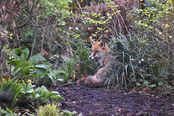 A rescued fox resting peacefully in a natural enclosure surrounded by greenery
