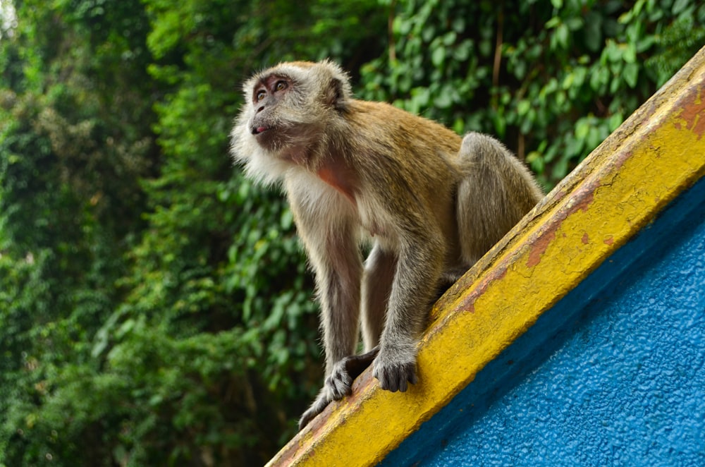 昼間、黄色い金属棒の上に座っている茶色の猿