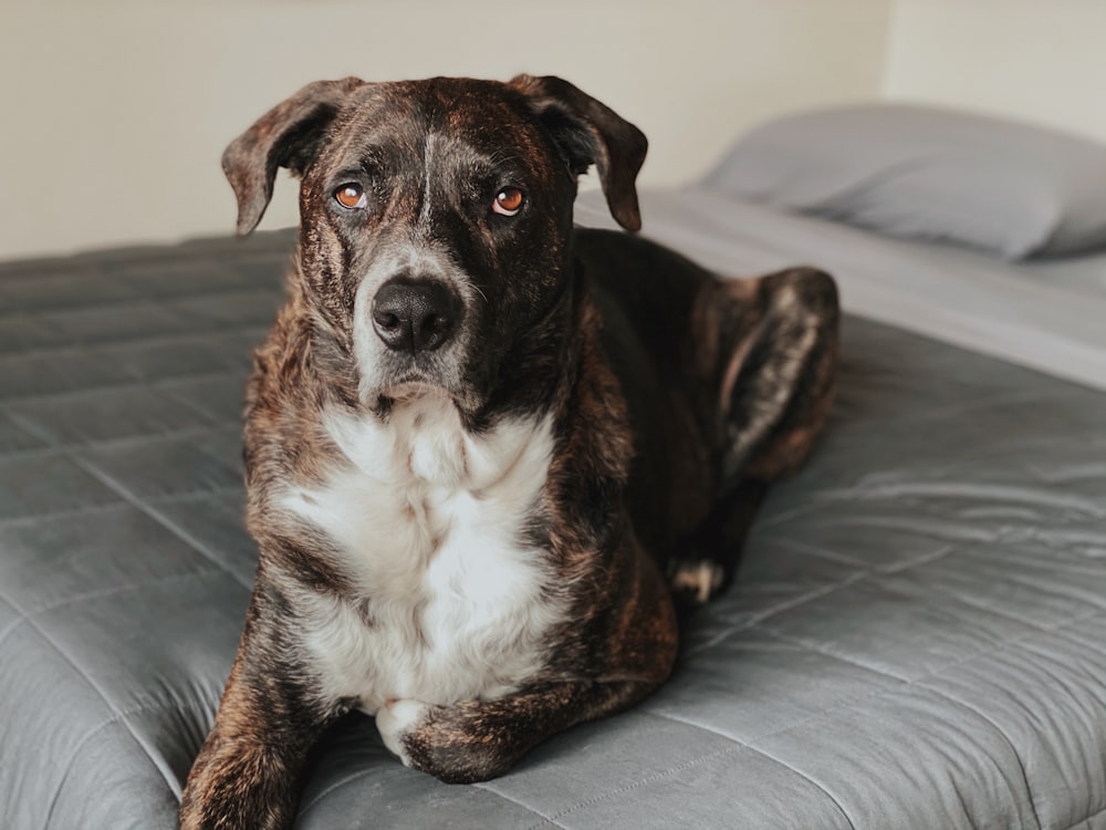 black and white short coated dog sitting on gray couch